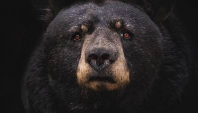 Черный медведь ворвался в дом на Аляске, напугав семью из 12 человек, выломал окно и сбежал
