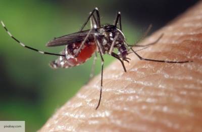 В Варшаве отметили, что польские комары ничем не отличаются от русских