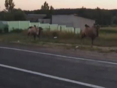 В Харькове у окружной дороги заместиди верблюдов