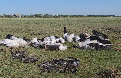 Под Одессой во время сильного града погибли сотни редких птиц