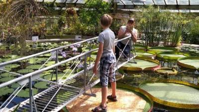 В Ботаническом саду с помощью ребёнка проверили на прочность листья "Виктории амазонской"