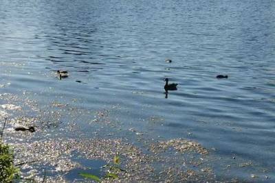 Озеро на Сортировке в Нижнем Новгороде стало памятником природы