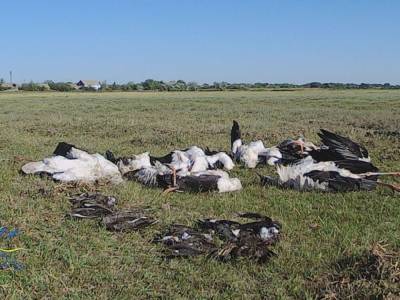 Около 300 птиц погибли в Одесской области во время града