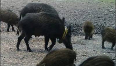 От финских учёных в Ленобласть сбежала дикая свинья в жёлтом ошейнике