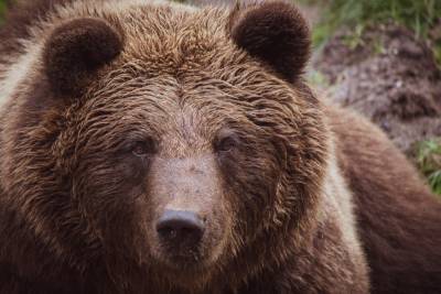 Мужчина сразился с бурым медведем, защищая детей на Аляске - vm.ru - шт.Аляска