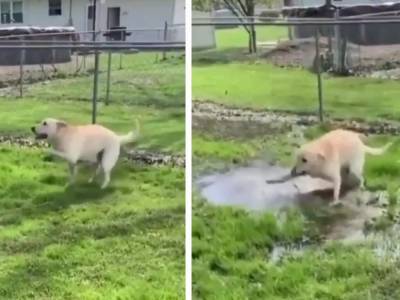 «Собачий отдых»: пес радостно купался в грязной луже и развеселил соцсети