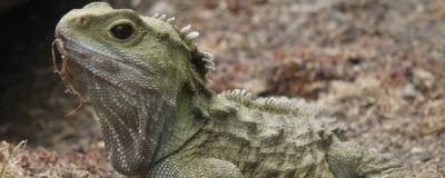 Геном родственников динозавров указал на родство рептилий и млекопитающих