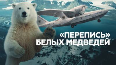 От Ямала до Таймыра: как в Арктике проходит «перепись» белых медведей