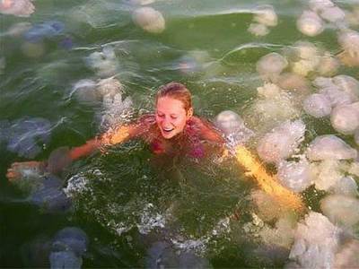 Вот так и плавай теперь: на Азовском море выловили медузу-сверхгиганта (фото)