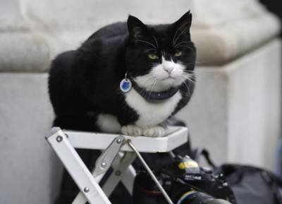 Главный мышелов британского МИД – кот Палмерстон уходит «на пенсию»