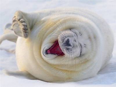 Вы не видели, как смеются морские котики? Фото, которые заставят вас улыбнуться