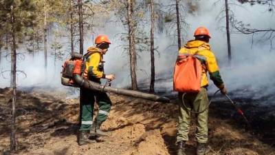 В России ликвидировали 55 лесных пожаров за сутки