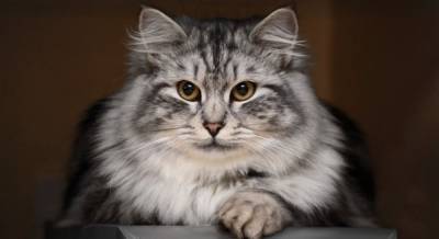 Всемирный День кошек: интересные факты и поздравления для настоящих любителей котов