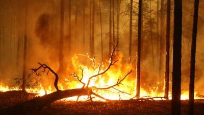 В Томской области усиливаются лесные пожары