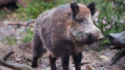 Подопытная свинья сбежала из Финляндии в леса Ленобласти