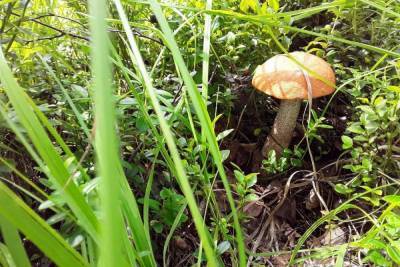Предатель в корзине: как остаться в живых после охоты за грибами в тверских лесах