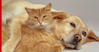 Кинологи опровергли генетическую вражду между собаками и кошками