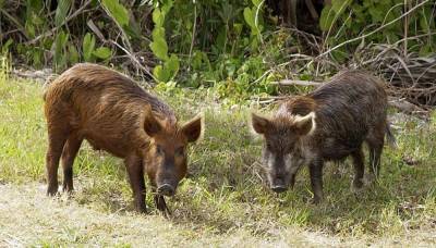 В Ленобласти разыскивают сбежавшую из Финляндии подопытную свинью