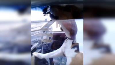 В Подмосковье собака села за руль и позвала хозяина при помощи клаксона. Видео