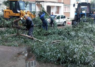 Во время непогоды в Уфе на молодых людей упало дерево