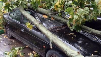 Ветер в Уфе повалил дерево на двух человек