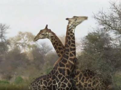 Свирепая схватка двух жирафов попала в Сеть