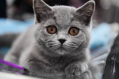 Названы популярные у россиян породы кошек
