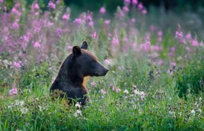 Медведь гуляет между Тверской и Московской областями