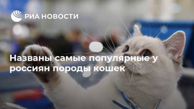 Елена Шевченко - Названы самые популярные у россиян породы кошек - ria.ru - Москва