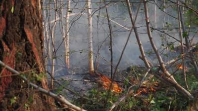 В Якутии резко выросла площадь лесных пожаров