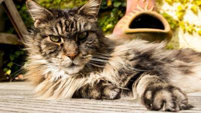 Названы самые популярные породы кошек у россиян