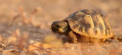 В Карелии черепаха сбежала от хозяйки и поселилась на клубничной поляне