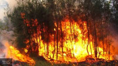 Тушивший лесной пожар самолет разбился в Португалии