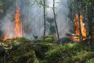 В Тульской области объявлено метеопредупреждение из-за пожароопасности