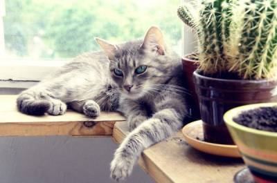 Куклачёв рассказал, можно ли оставлять кошек одних дома надолго