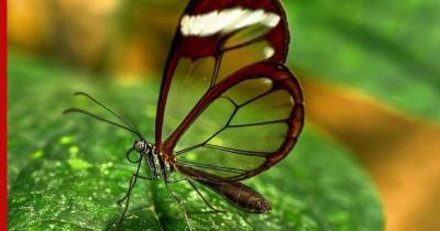 Удивительную «стеклянную бабочку» сняли на видео в Южной Америке
