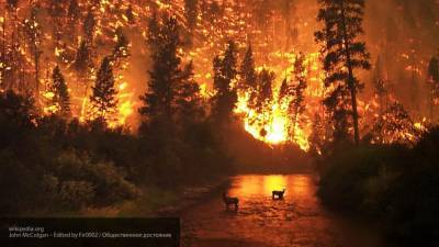 Огонь охватил оливковую рощу и лес в курортном турецком городе Мугла