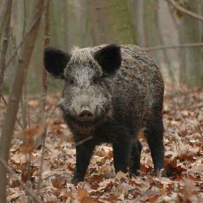 Финская свинья разыскивается в лесах Ленинградской области