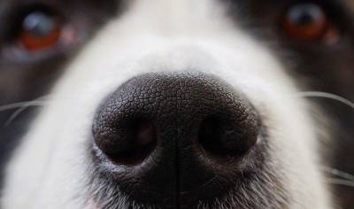 Зооинженер заявила о способности собак определить рак у хозяина