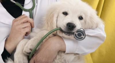 День работников ветеринарной медицины: история праздника, поздравления в стихах и открытках