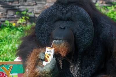 Новосибирский зоопарк отметил день рождения орангутанга Бату