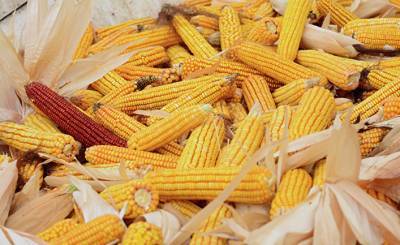 Sözcü (Турция): неизвестная польза кукурузы