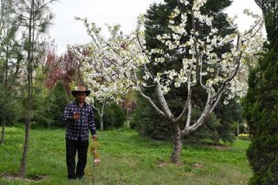 В Душанбе наградят лучших садоводов, ухаживающих за деревьями, привезенными из-за рубежа