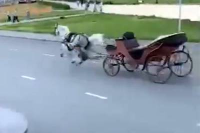 Сбежавшая лошадь протаранила автомобиль в Казани