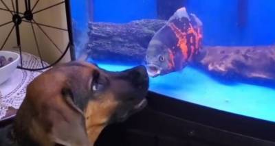 "Уж я бы тебе показала": рыба в аквариуме и пес устроили бои без правил. Видео