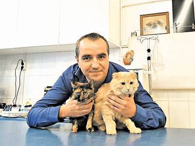 Почка для Пеструши. Как живет кошка с пересаженным за 800 тысяч донорским органом