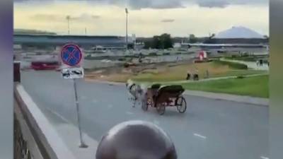 В Казани необычное ДТП устроила сбежавшая лошадь