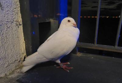 Семейная пара из Петербурга спасла брошенного породистого голубя