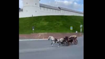 В Казани обезумевшая лошадь протаранила автобус и машину. Видео