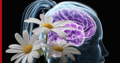 Эксперт назвал 6 полезных для здоровья мозга трав